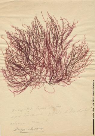 Dasya baillouviana 54.jpg
